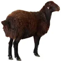 سه عددگوسفندگم شده