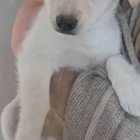 واگذاری سگ|سگ|تهران, گمرک|دیوار