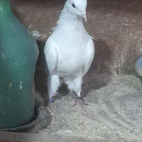 کفتر های پرواز سنگین|پرنده|رشت, آتشگاه|دیوار