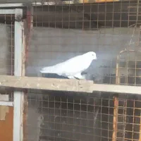 کفتر پرشی تیرماه دیده|پرنده|رباطکریم, رباطکریم|دیوار