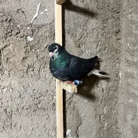 چپ غرغاب|پرنده|شیراز, شهرک صنعتی شیراز|دیوار