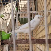 قناری مست مست|پرنده|کارون, |دیوار