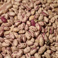 لوبیا چتی