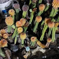 گلهای کاکتوس به قیمت عالی ومناسب حراج زده شد|گل و گیاه طبیعی|کازرون, |دیوار