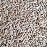 تخم کتان بوجاری|خوردنی و آشامیدنی|قشلاق دشت, |دیوار