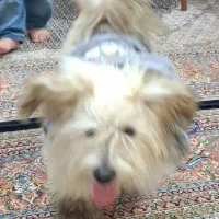 سگ پاکوتاه نر شیتزو|سگ|اردبیل, |دیوار