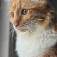 گربه|گربه|فردیس, شهرک راه آهن|دیوار