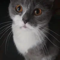 واگذاری گربه اسکاتیش