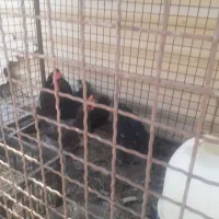 مرغ تخم گذار