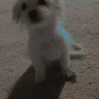 توله سگ پاکوتاه