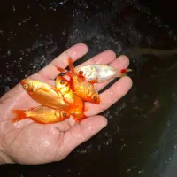 فروش ماهی قرمز/طعمه/شکاف/شکاری/|ماهی|لنگرود, |دیوار