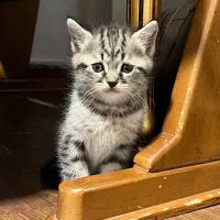 بچه گربه ۲ ماهه