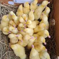 جوجه اردک محلی و اسراعیلی تخمگذار