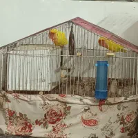 یکجفت زرد خوشرنگ درحال لانه گرم کردن هستن