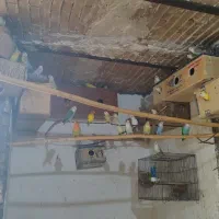 طوطی برزیلی