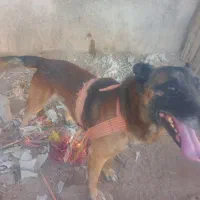 سگ نر|سگ|جیرفت, |دیوار