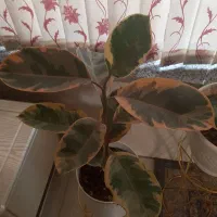 گل فیکوس ارتشی|گل و گیاه طبیعی|شیراز, شهرک قمشه|دیوار