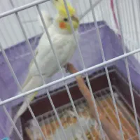 عروس هلندی  سخنگو