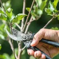 هرس و کودهی و بیل زنی انواع درختان میوه