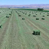 خریدار یونجه. هستم.