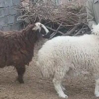 دو عدد بره نر فروشی