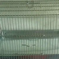 قفس سهره طرقه