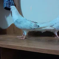 یک جفت  کفتر خوب|پرنده|قرچک, شهرک طلائیه|دیوار