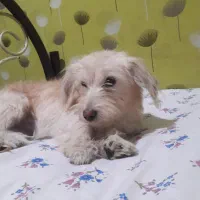 سگ شیتزو تریر