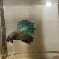 فایتر نر|ماهی|قم, باجک یک|دیوار