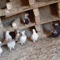کبوتر