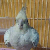 عروس هلندی مولد آماده جفت کردن|پرنده|فلاورجان, |دیوار