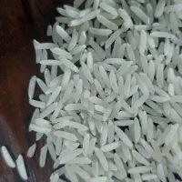 برنج فجرمحلی آب رودخانه یه شرط یکدست بودن