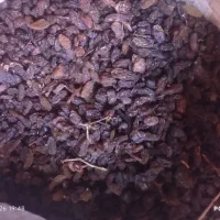 کشمش افتابی