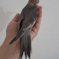 ۲عدد عروس خونگی میزون|پرنده|رشت, پاستوریزه|دیوار