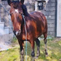 مادیان 6سال  آبستن|اسب و تجهیزات اسب‌سواری|پره‌سر, |دیوار