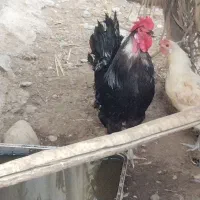 فروش خروس