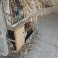 قفس چوبی