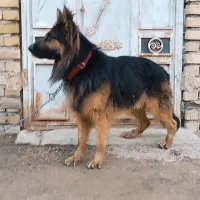 ژرمن شپرد شولاین اصل