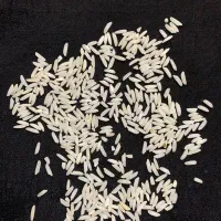 برنج طارم هاشمی