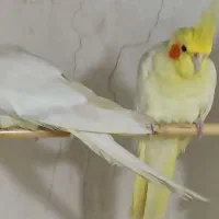 عروس هلندی|پرنده|آزادشهر, |دیوار