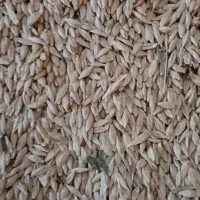 جو پاک واسه ام سال