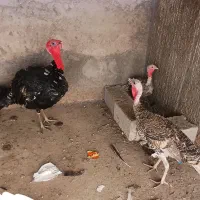 سالم سالم ب شرط