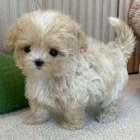 مالتیز جیبی اپارتمانی