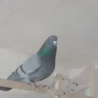 فروشی فوری کفتر طهرانی پرشی