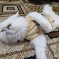 حیوانات|گربه|دلند, |دیوار