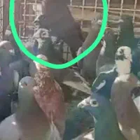 تعداد  60عدد کبوتر قلدر ولات