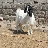 کهره نربره بززاییده شیری معاوضه پژومزدادرارزوئیه|حیوانات مزرعه|سیرجان, |دیوار