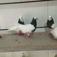 کفتر موقلف|پرنده|اقبالیه, |دیوار