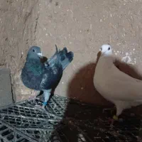 کفتر|پرنده|سلامی, |دیوار