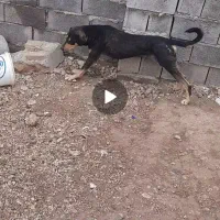 سگ دوبرمن|سگ|سرپل ذهاب, |دیوار